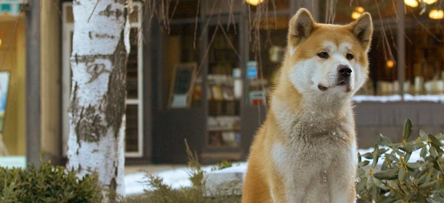 mój przyjaciel hachiko